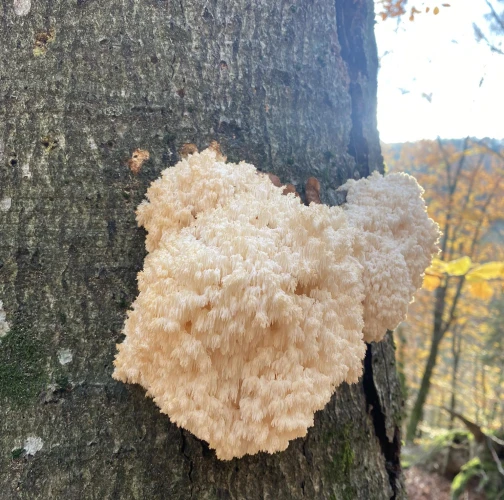 Kristína Kocúrková