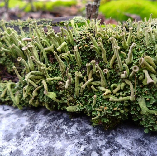 Martina Sucháňová 