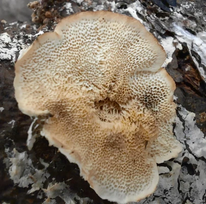 A - nejednoznačne určen&yacute;, nie sme si ist&iacute;