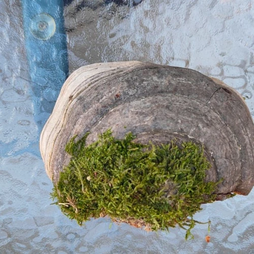 Miroslava Horáková 