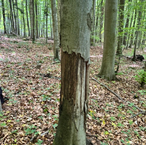 Veronika Kráľovičová