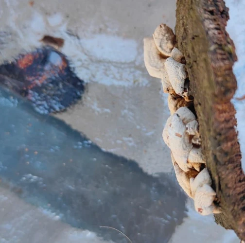 Miroslava Horáková 