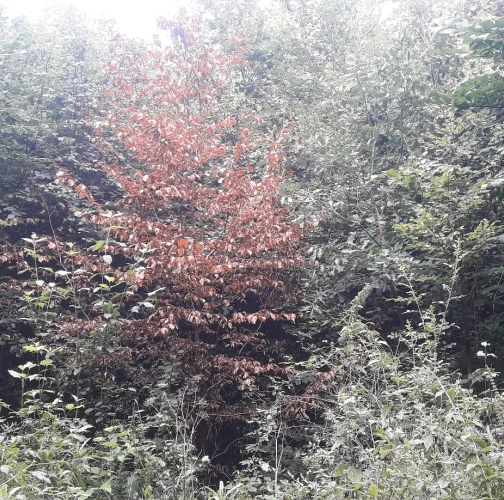 Gabriela Valúchová