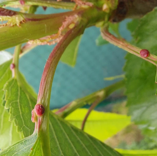 A - nie je v datab&aacute;ze