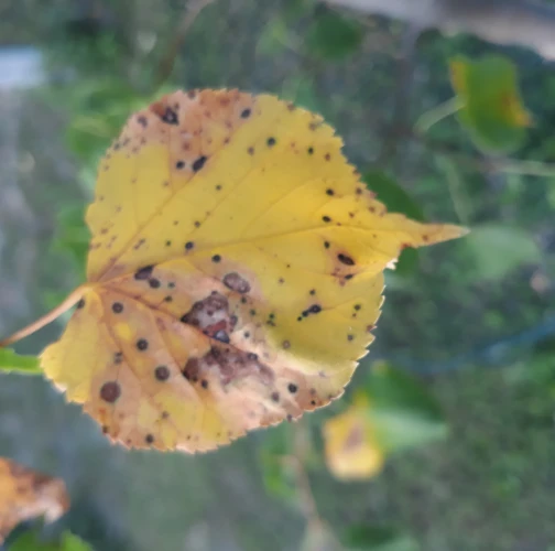 Ľudmila Baculíková 