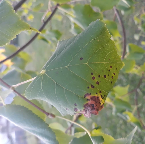 Ľudmila Baculíková 
