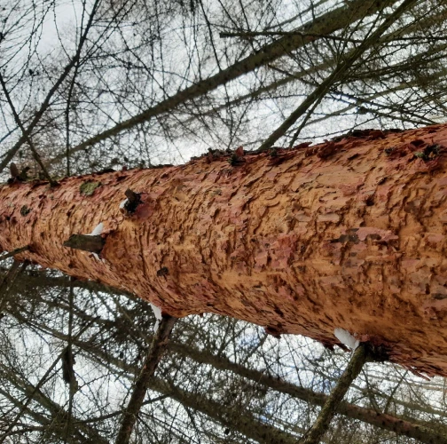 Miroslav Rybárik, OLH