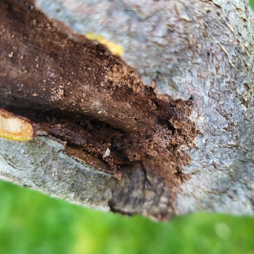 Ľubomír Tichanský