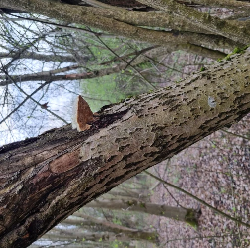  Katarína Bobríková 