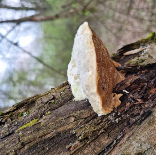  Katarína Bobríková 