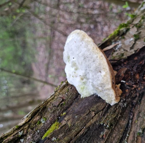  Katarína Bobríková 