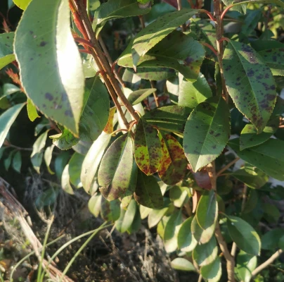 &Scaron;kvrnitosť listov D. mespili