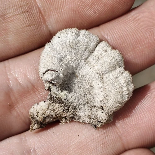 Miroslava Horáková 