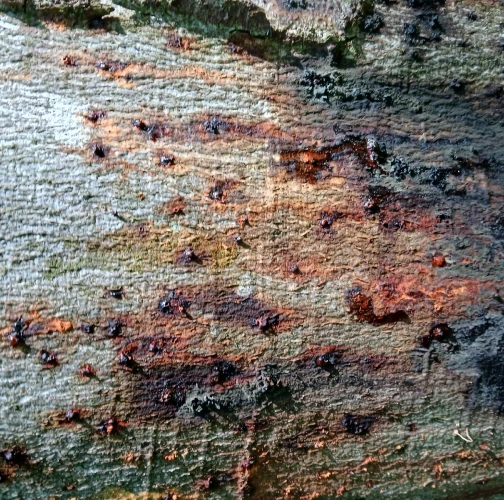 Lukáš Nitschneider 