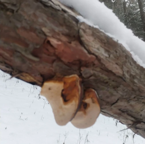 Michaela Kútniková 