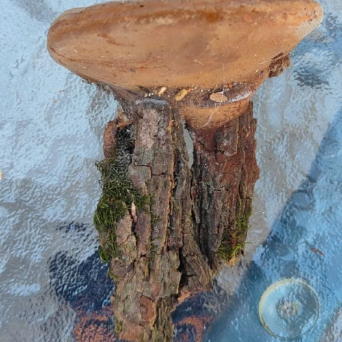 Miroslava Horáková 