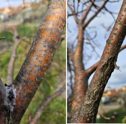 A - nejednoznačne určen&yacute;, nie sme si ist&iacute;