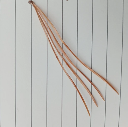 Alessandra Gallizioli