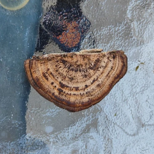 Miroslava Horáková 