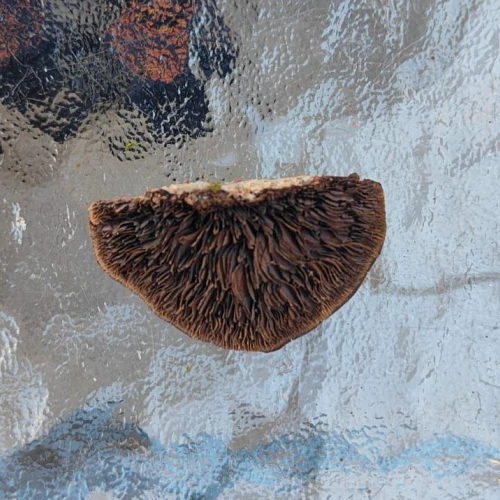 Miroslava Horáková 