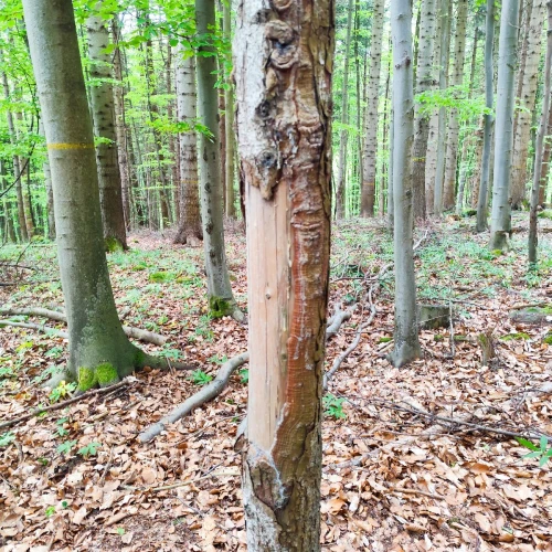 Miroslava Horáková 