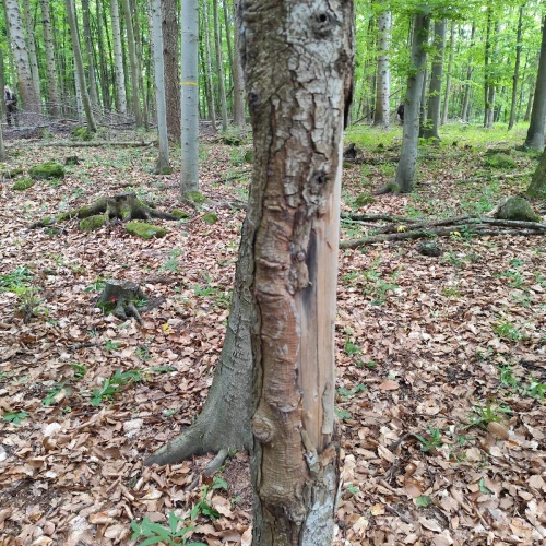 Miroslava Horáková 