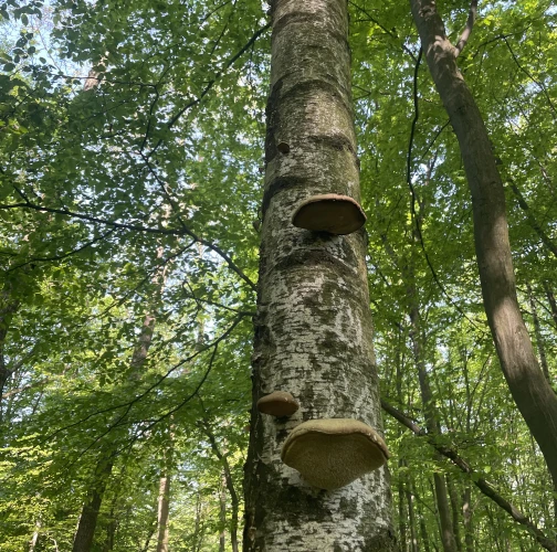  Vladimír Šalgovič