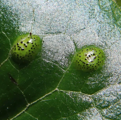 Ing. Ladislav kočik