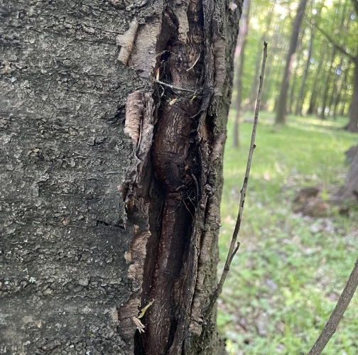  Vladimír Šalgovič