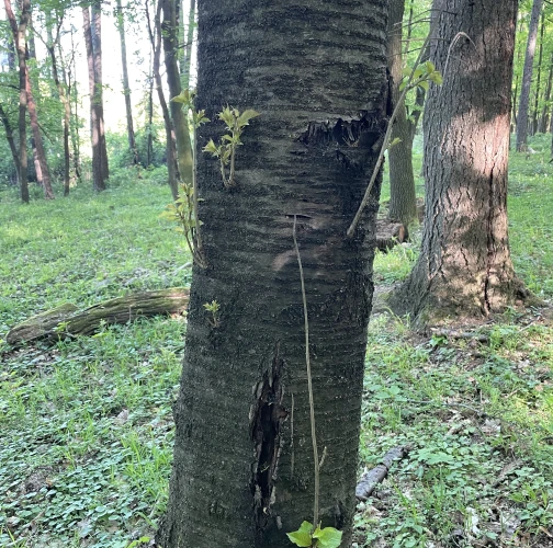  Vladimír Šalgovič