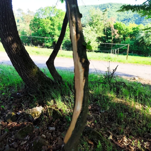 Miroslava Horáková 