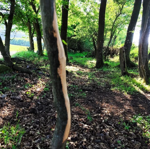 Miroslava Horáková 