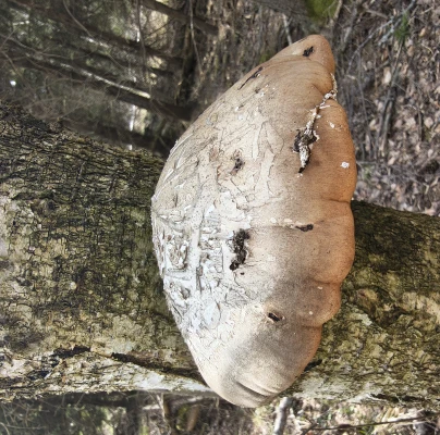 Soňa Ferenčíková