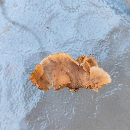 Miroslava Horáková 