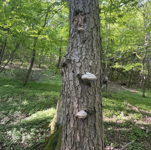  Vladimír Šalgovič