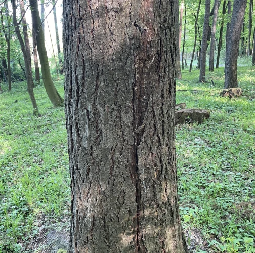  Vladimír Šalgovič