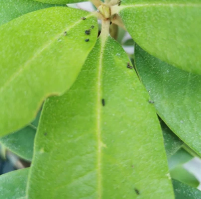 A - nejednoznačne určen&yacute;, nie sme si ist&iacute;