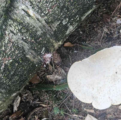 Brezovn&iacute;k obyčajn&yacute;