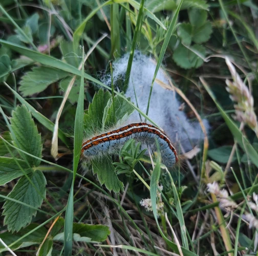 Laura Juraško Jančovič