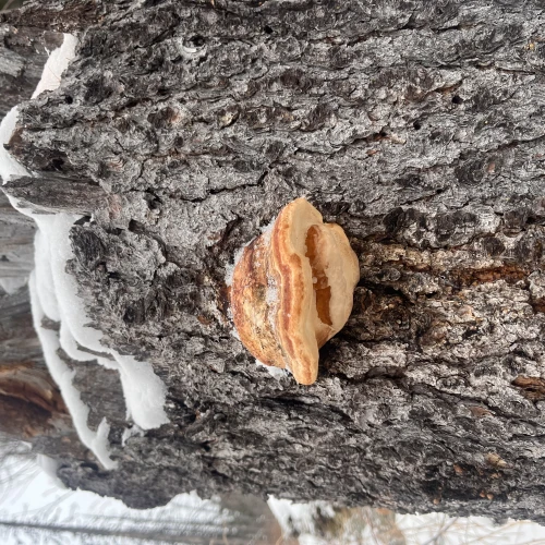 Martin Bruncko I.č. 18520 