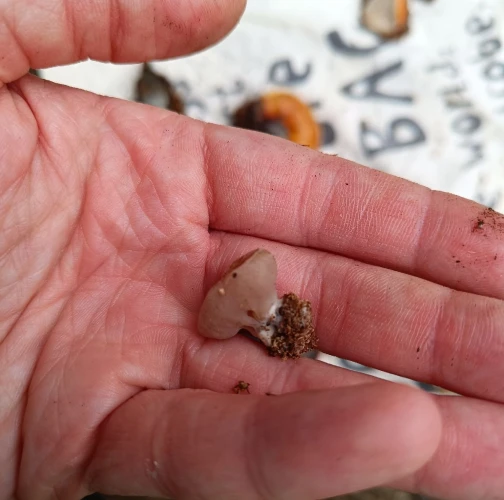 Adriána Majeríková 