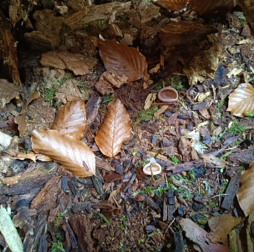 Adriána Majeríková 