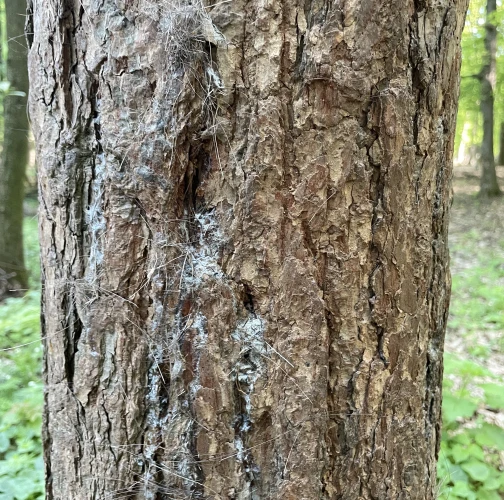  Vladimír Šalgovič