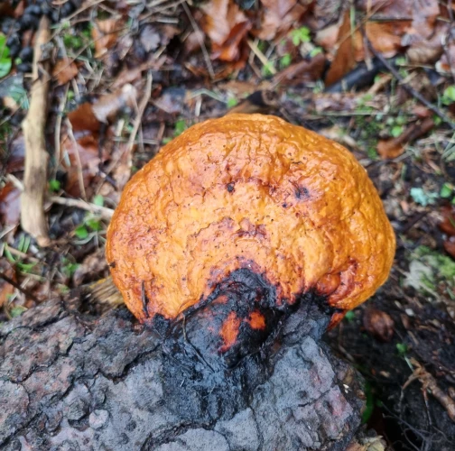  Katarína Bobríková 