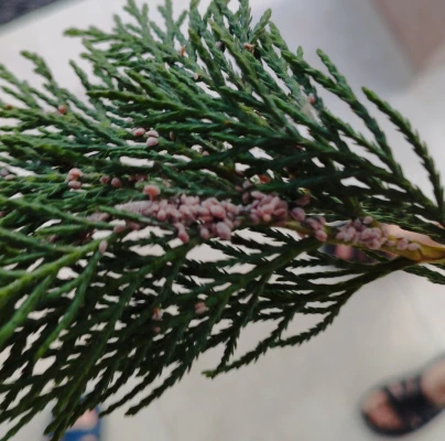 A - nejednoznačne určen&yacute;, nie sme si ist&iacute;