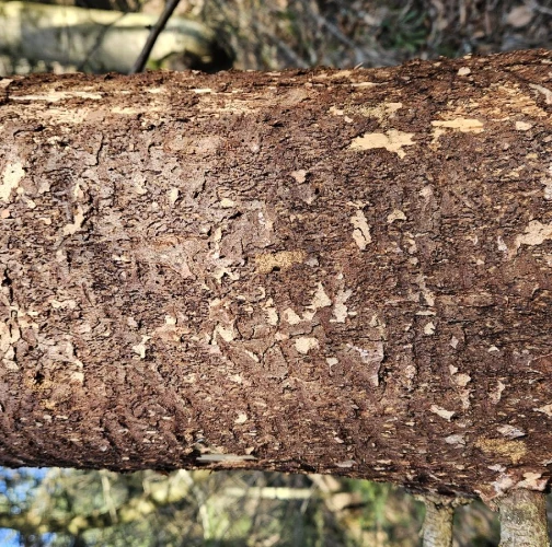 Lykokaz matn&yacute;