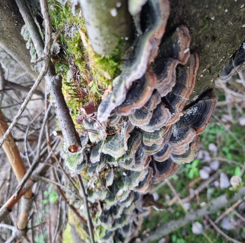  Katarína Bobríková 