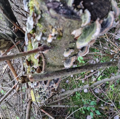  Katarína Bobríková 