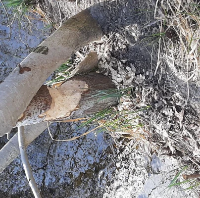 Bobor eur&oacute;psky 