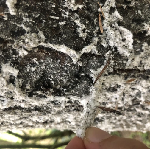 Mária Basanda Kováčová